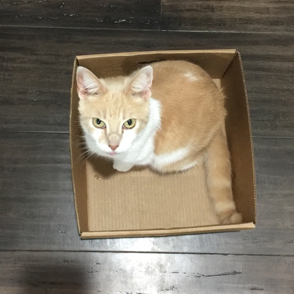 Meet your Posher, Chloe - Picture 4 of 4